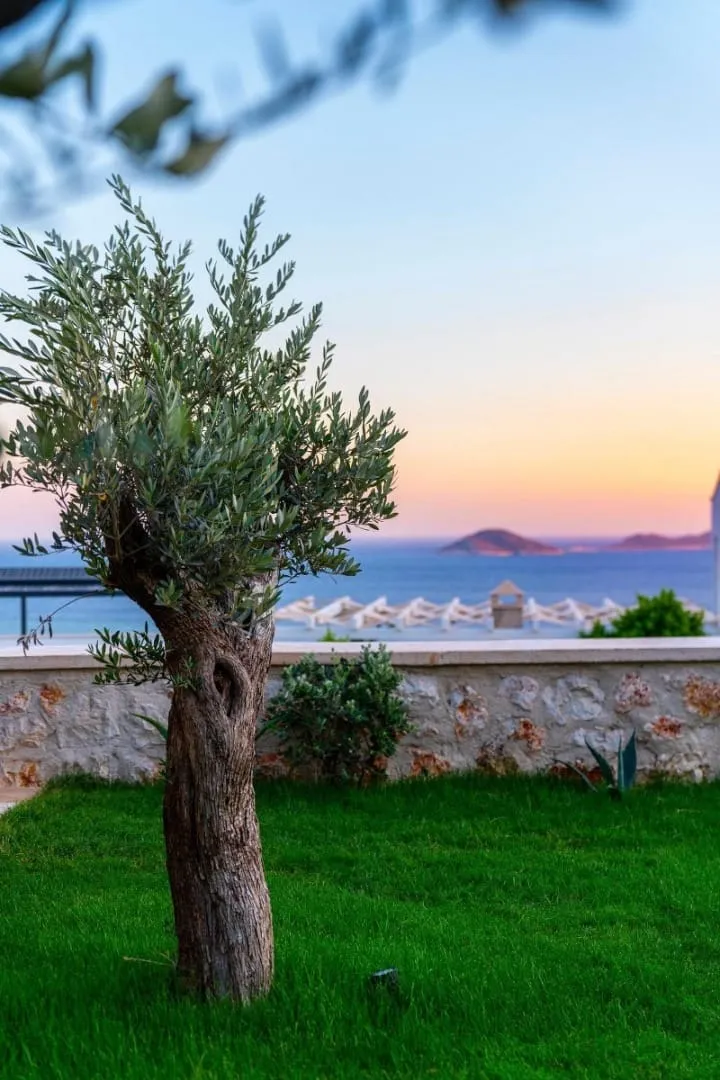 Villa Ayşe — fotoğraf 15